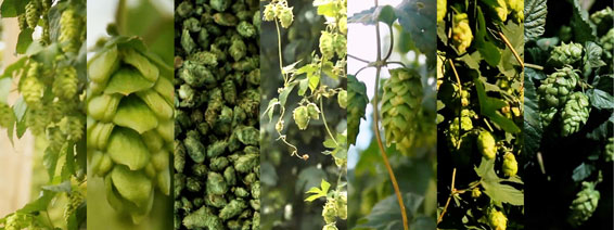 Collage of Hops